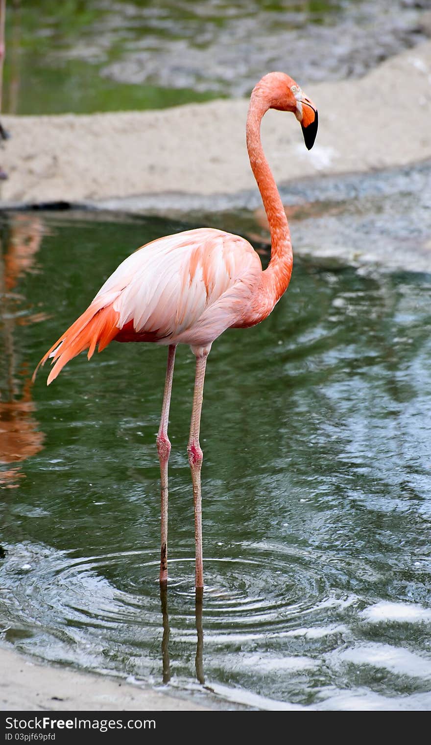 Flamingo