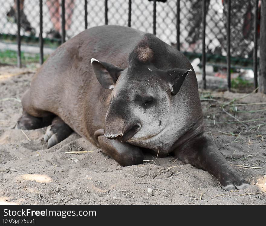 Sleeping tapir in the Moscow Zoo. Russia