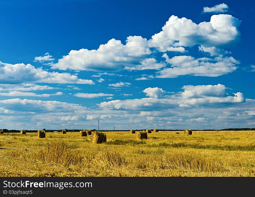 Stacks of collected wheat. The big yellow field after harvesting