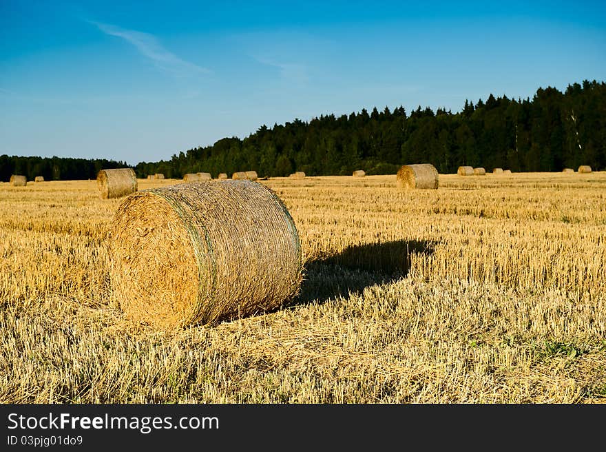 Autumn field of haystacks in the Moscow region. Russia