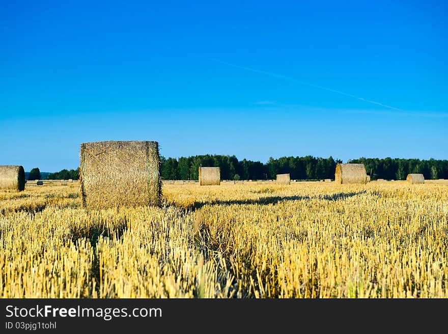 Autumn field of haystacks in the Moscow region. Russia