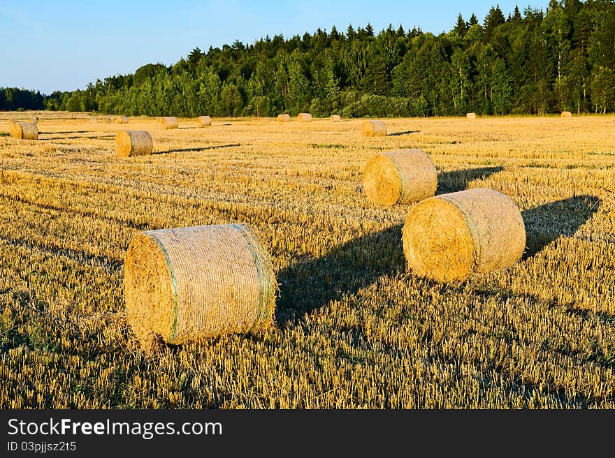 Autumn field of haystacks in the Moscow region. Russia