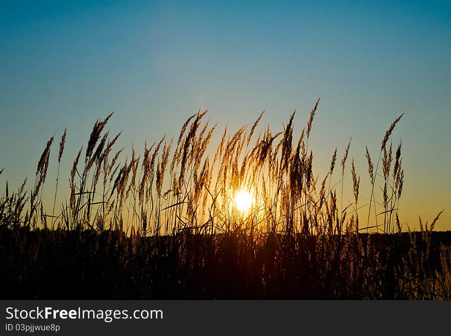 Grass on the field at the sunset