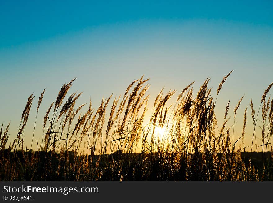 Grass on the field at the sunset