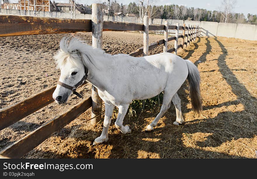 Young white horse running in the paddock