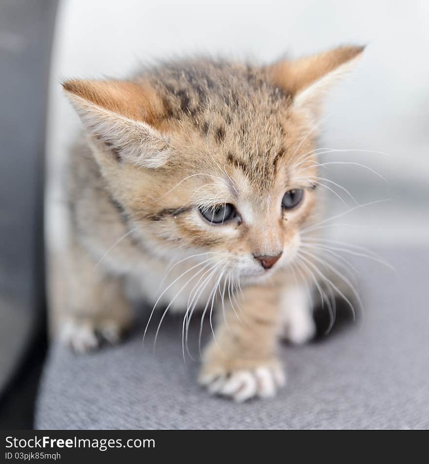 The photograph shows a small kitten. Focus on the forehead kitten