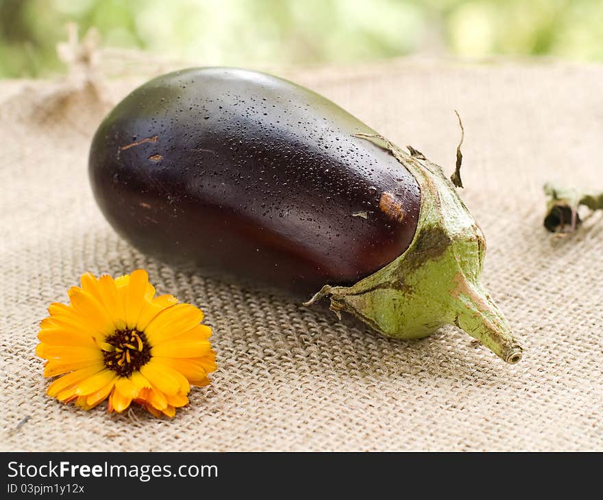 Eggplant