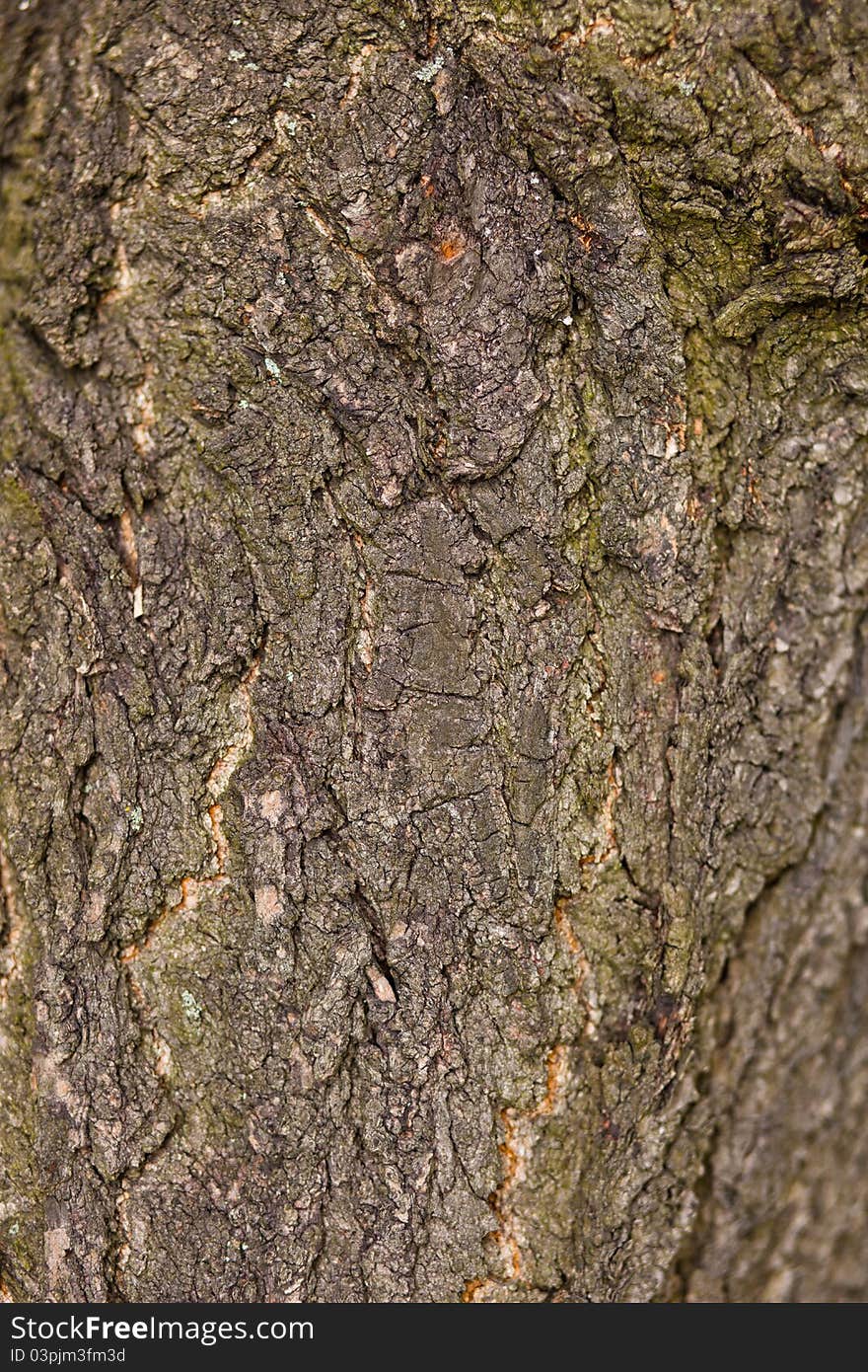 Photograph of a wooden texture background