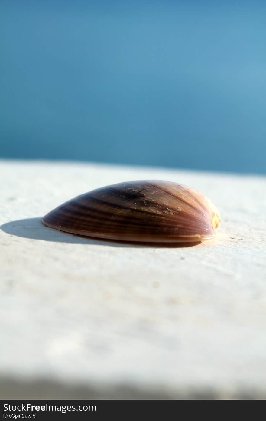 A picture of a seashell by the beach in Greece