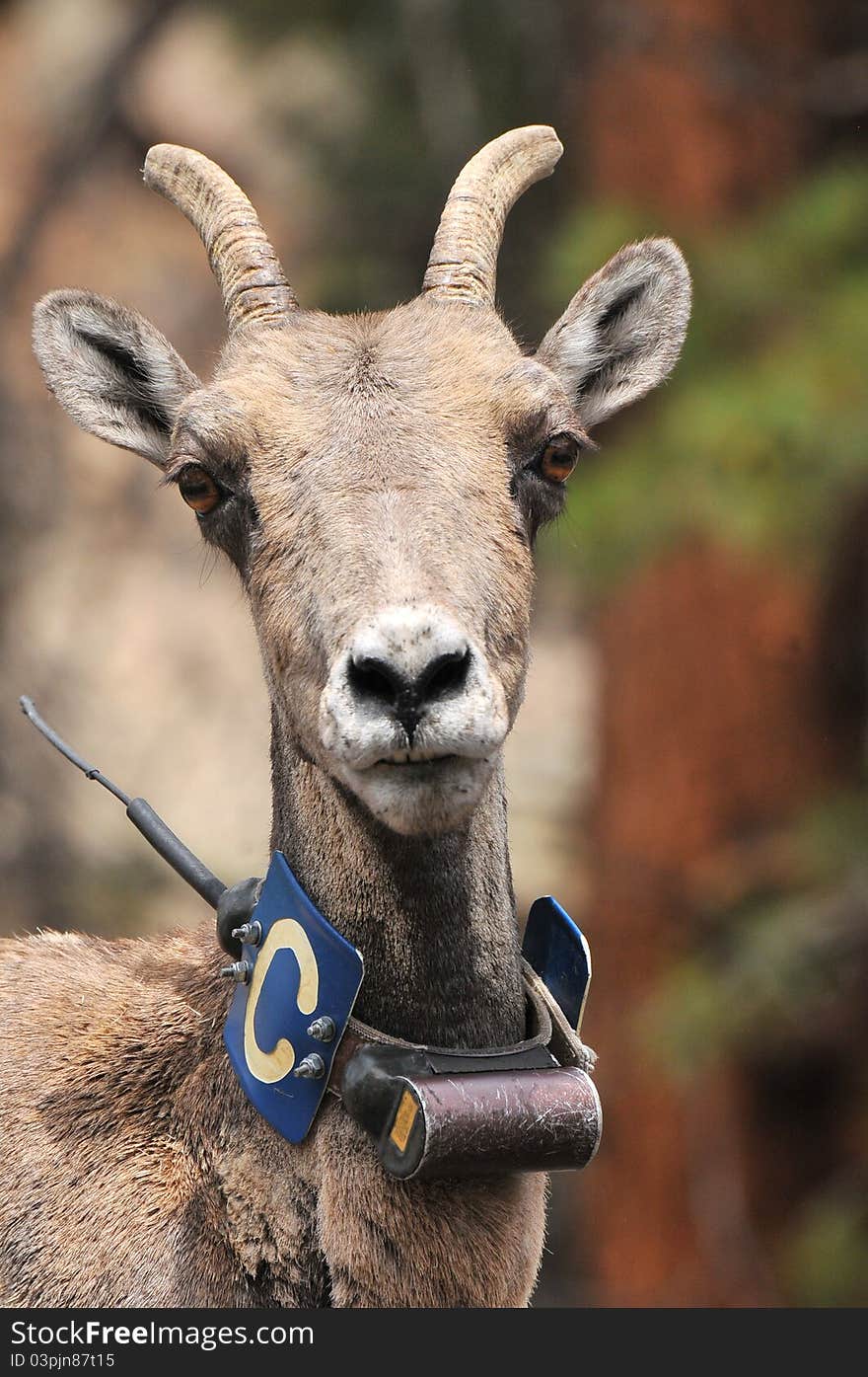 Ovis Canadensis wearing radio collar