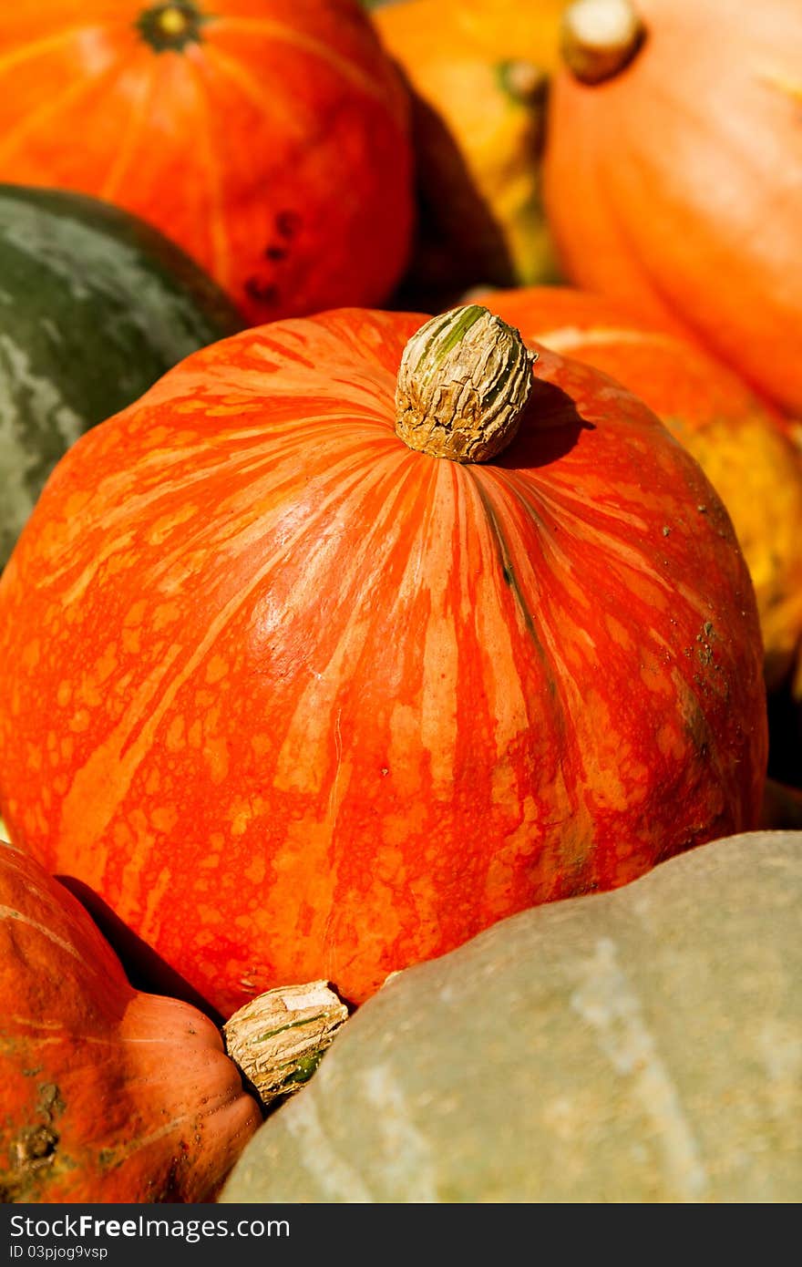 Nice orange  pumpkins waiting halowen