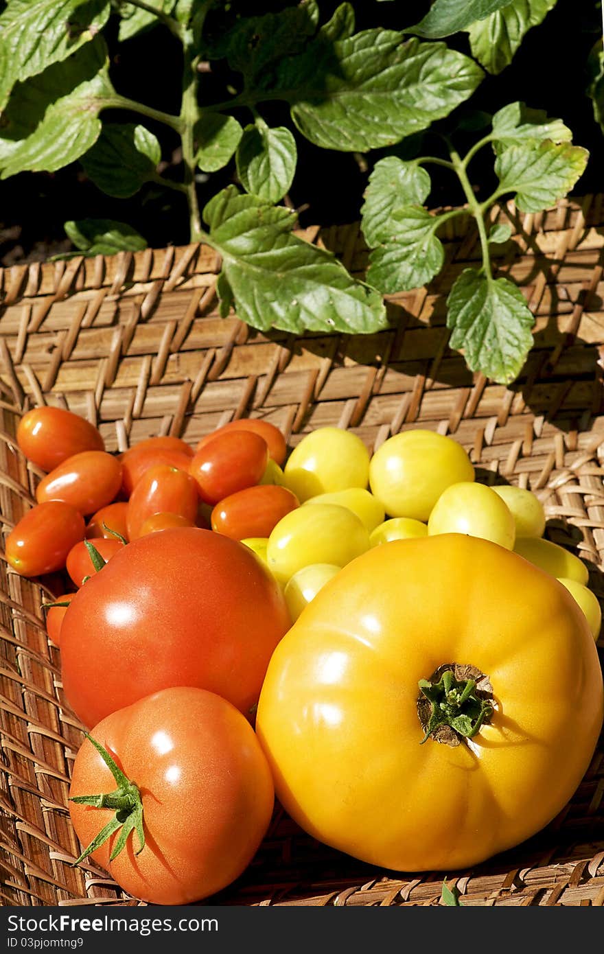 A collection of fresh organic tomatoes picked from the garden includes varieties such as Candy Red and Yellow Pear cherry tomatoes as well as Beefeater and California Gold. A collection of fresh organic tomatoes picked from the garden includes varieties such as Candy Red and Yellow Pear cherry tomatoes as well as Beefeater and California Gold.