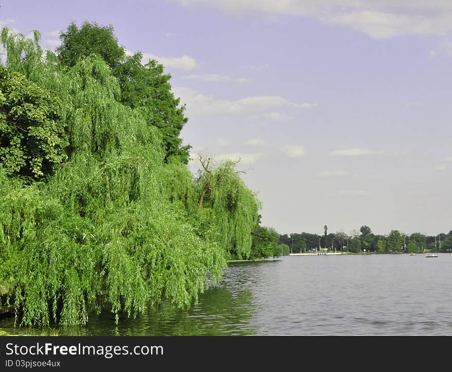 Beautiful willow at the edge of of the lake in a sunny day. Beautiful willow at the edge of of the lake in a sunny day