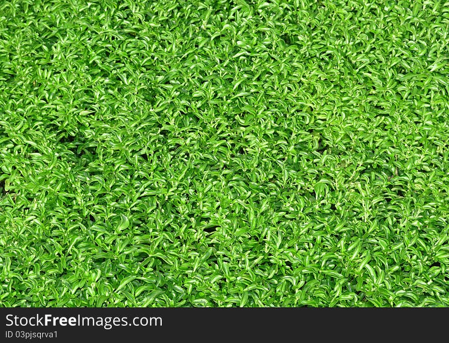 Natural background in a sunny day of summer