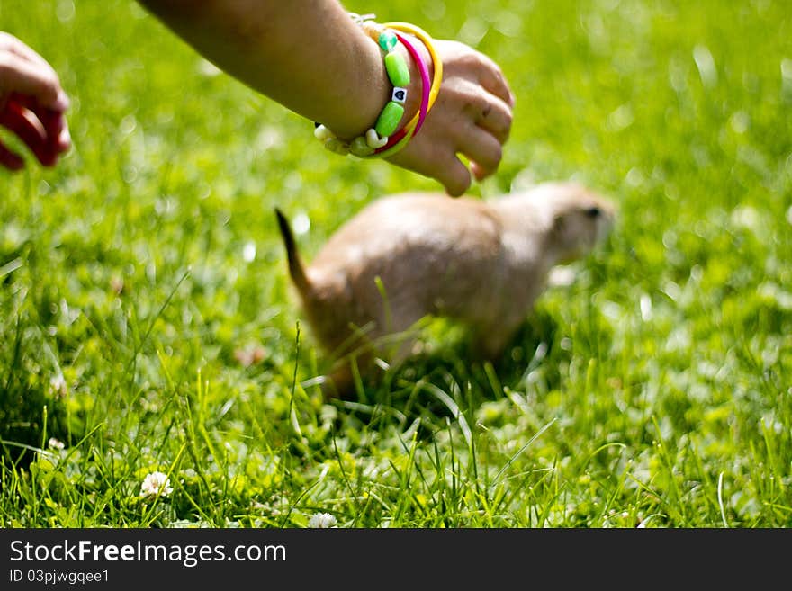 A young boy chases his pet prairie dog. A young boy chases his pet prairie dog