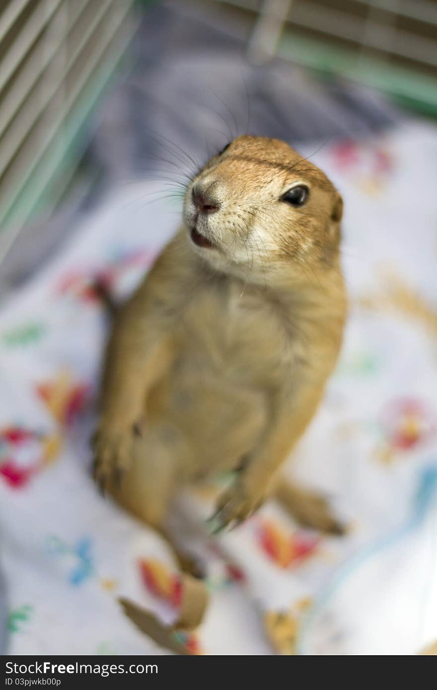 A young prairie dog pup