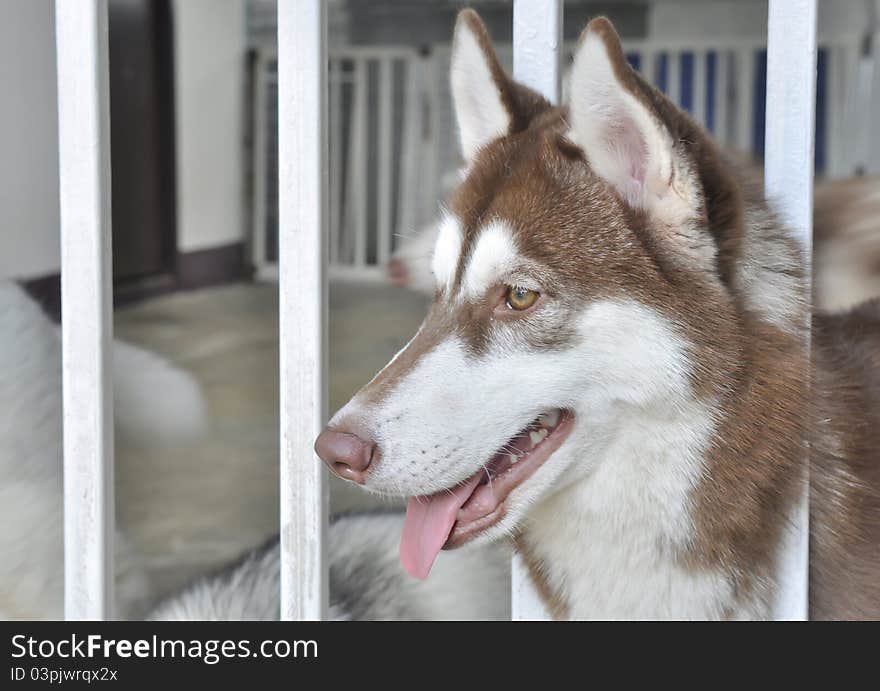 Siberian Husky