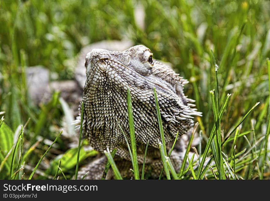 Pet bearded dragon hanging out in the grass