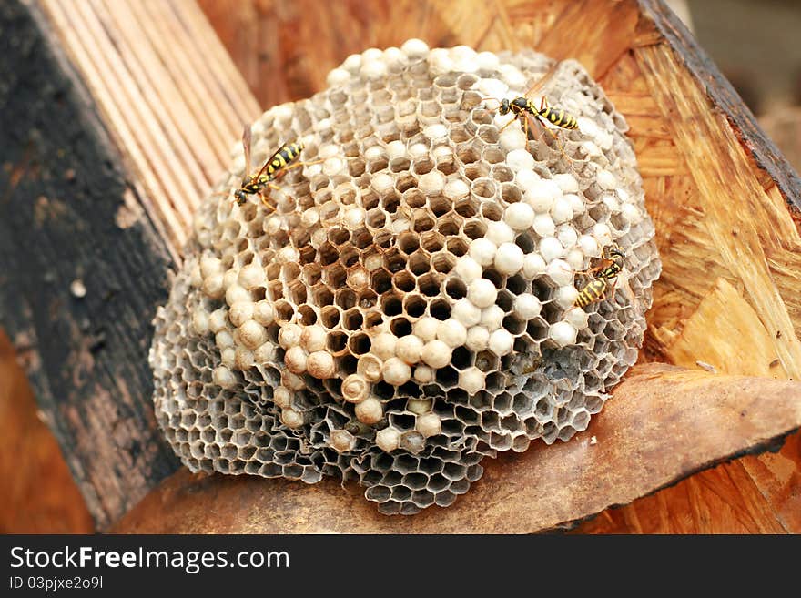 Honeycomb