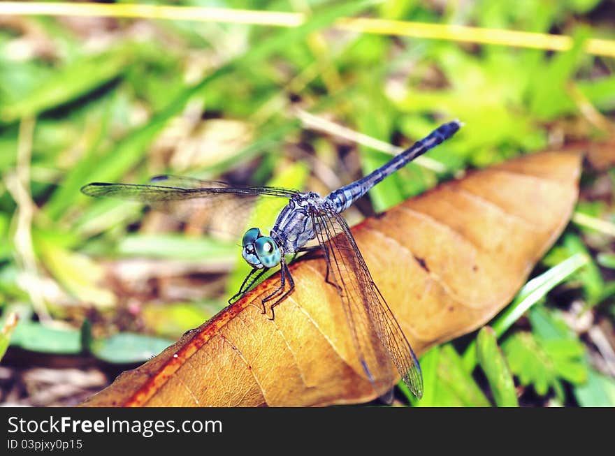 A dragonfly is an invertebrate exoskeleton insect. it has a pair of large compound-eyes on its head, transparent and membranous wings, jointed-legs on the thorax and a long slender, segmented-abdomen. it is resting on a dead leaf. A dragonfly is an invertebrate exoskeleton insect. it has a pair of large compound-eyes on its head, transparent and membranous wings, jointed-legs on the thorax and a long slender, segmented-abdomen. it is resting on a dead leaf.