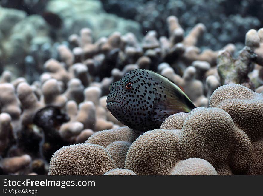 This is a picture of a Blackside Hawkfish perched on some lobe coral. The shot was taken on the Big Island of Hawaii.