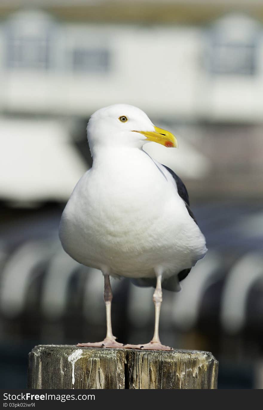 Seagull at a port