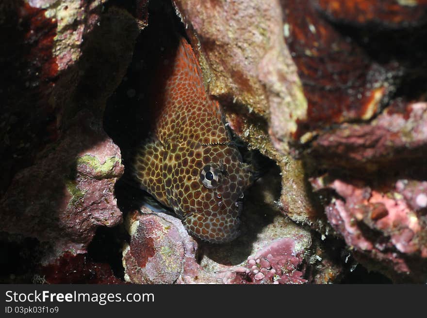 This is a picture of a Spotted Coral Blenny hiding in some coral. The shot was taken on the Big Island of Hawaii.