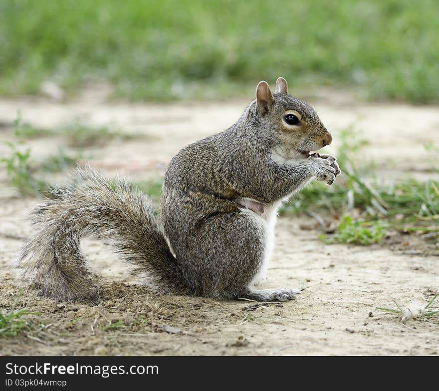 A squirrel in the park