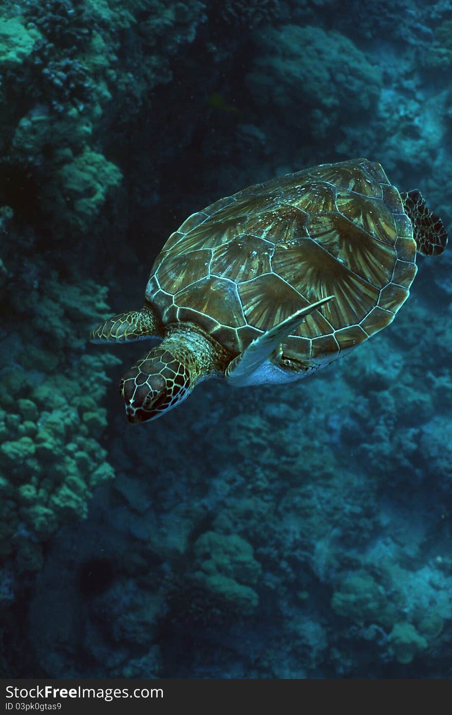 This picture of a young Green Sea Turtle with a very clean shell was taken entirely with natural lighting...... no strobes or color filters were used. This picture of a young Green Sea Turtle with a very clean shell was taken entirely with natural lighting...... no strobes or color filters were used.