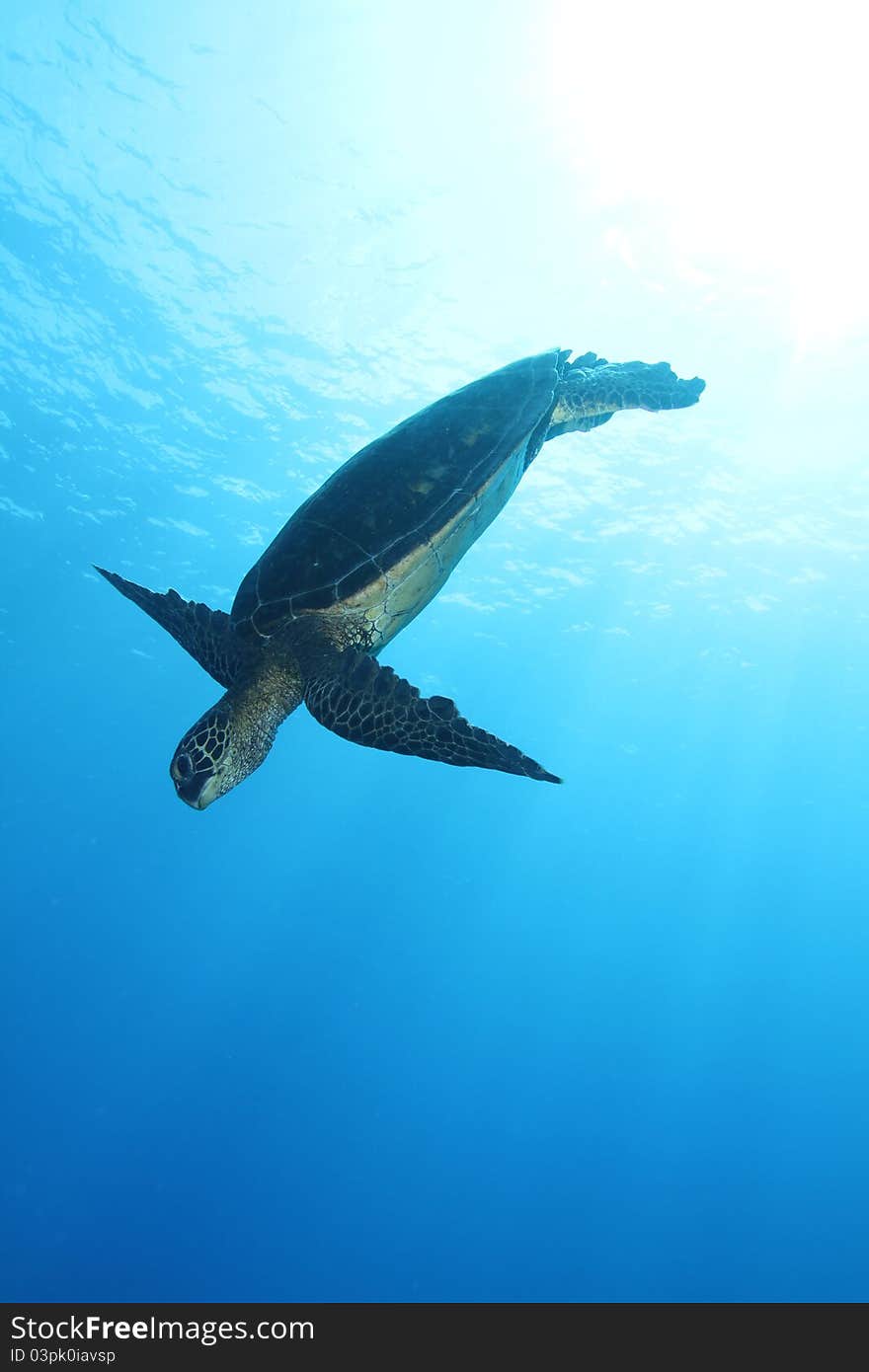 This is a picture of a Hawaiian Green Sea Turtle diving against the open blue water. The shot was taken on the Big Island of Hawaii.