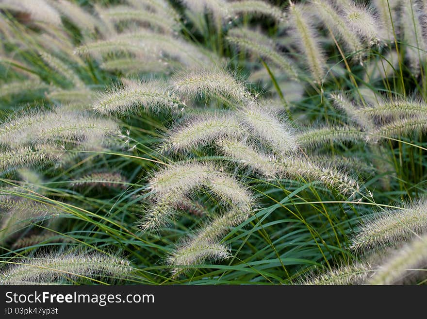 Background of the white grass flowers