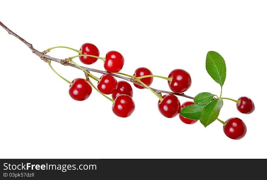 Branch of ripe cherries on white