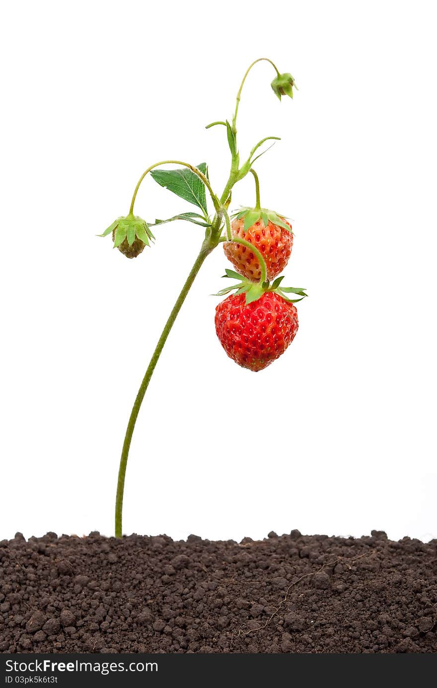 Strawberry growing out of the soil on white