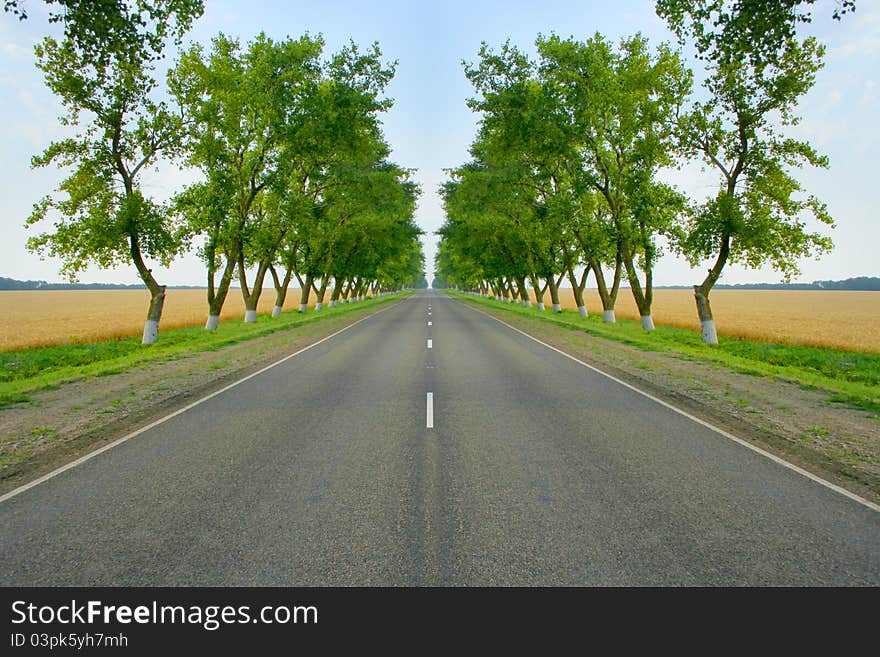 Scene beautiful wheat field and road on background solar blue sky