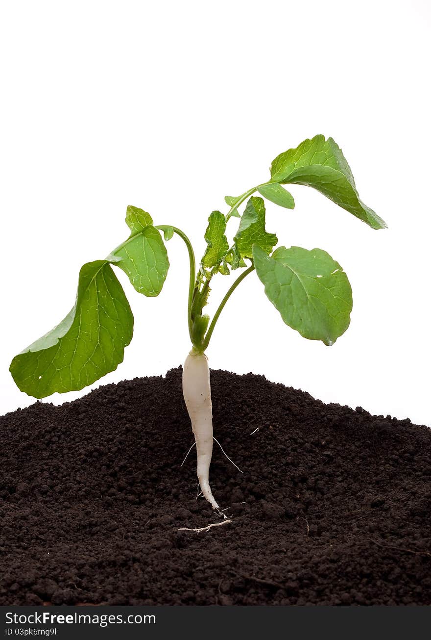 White radish in soil on white