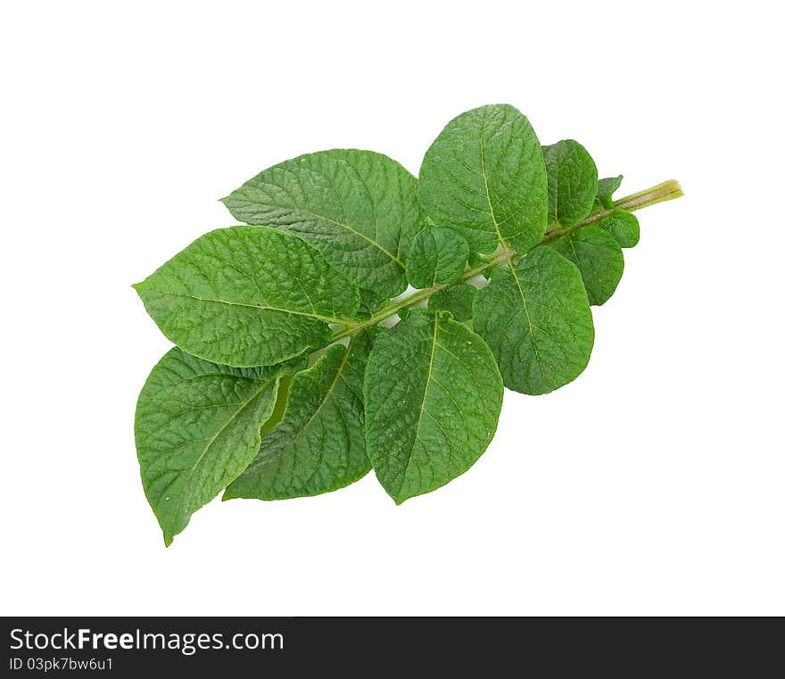 Potato leaf