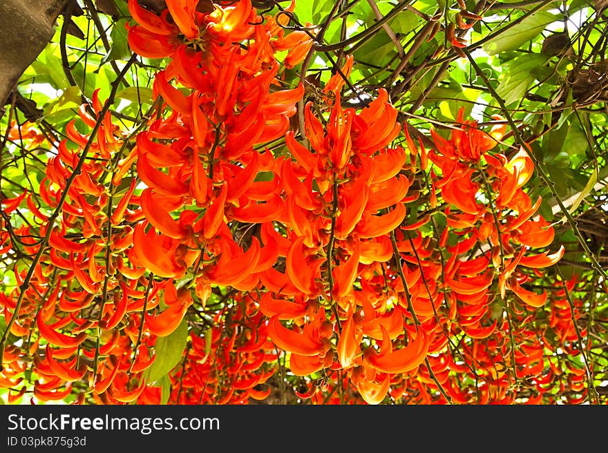 Newguinea Creeper,Tropical Flower,Thailand.