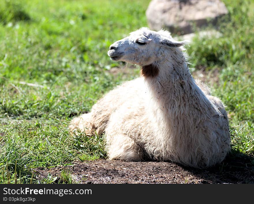 Lama enjoy the sun on grass