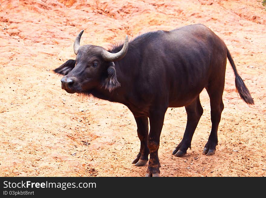 African Baffalo watching close up