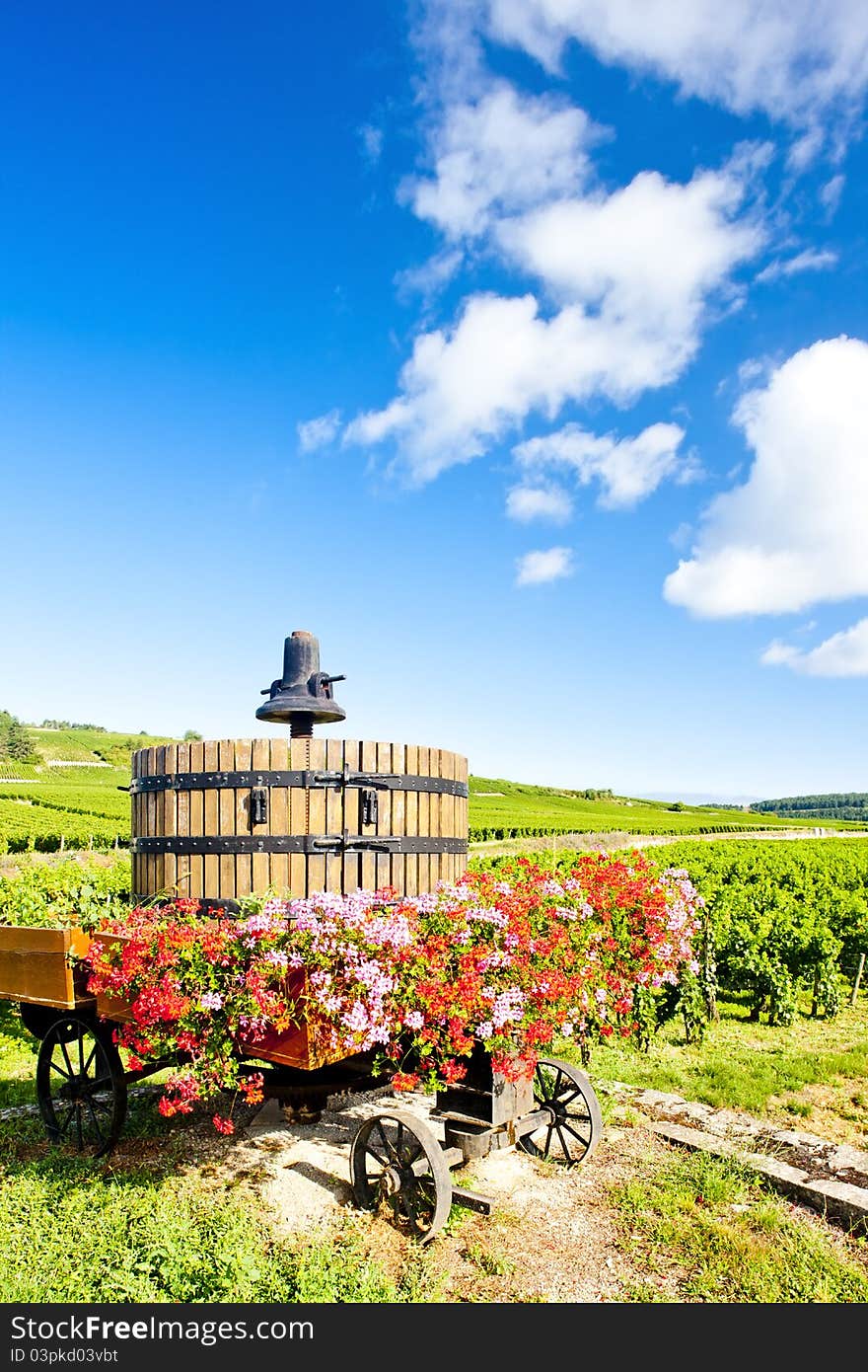 Vineyards In Burgundy