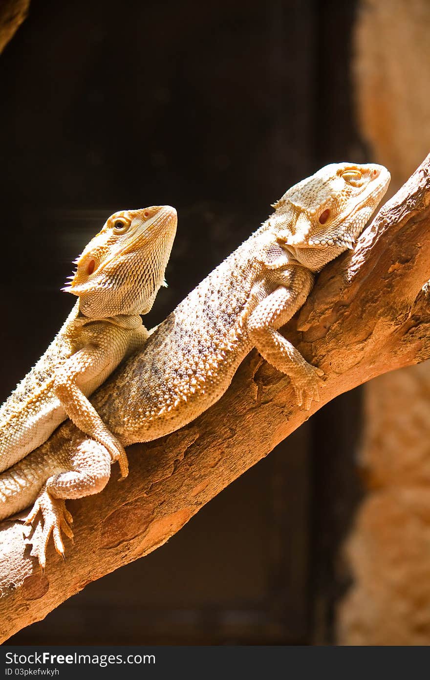 Mating of Bearded dragons (pogona vitticeps) on wooden beam.