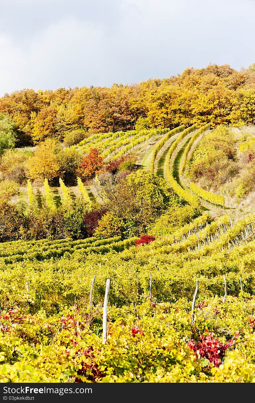 Autumnal vineyards in Retz region, Lower Austria, Austria