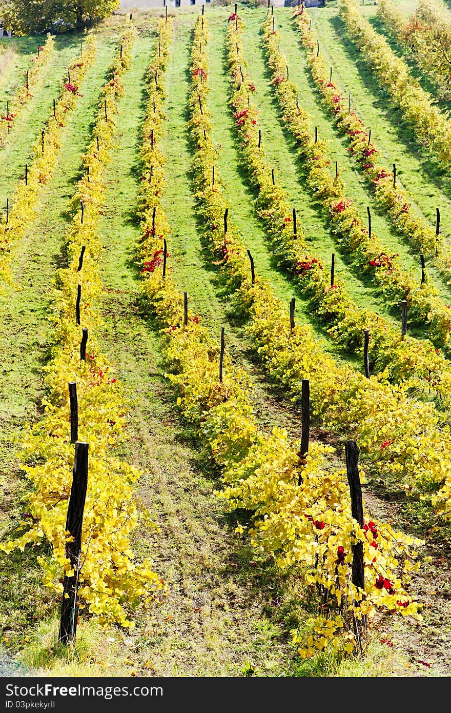 Autumnal vineyards in Retz region, Lower Austria, Austria