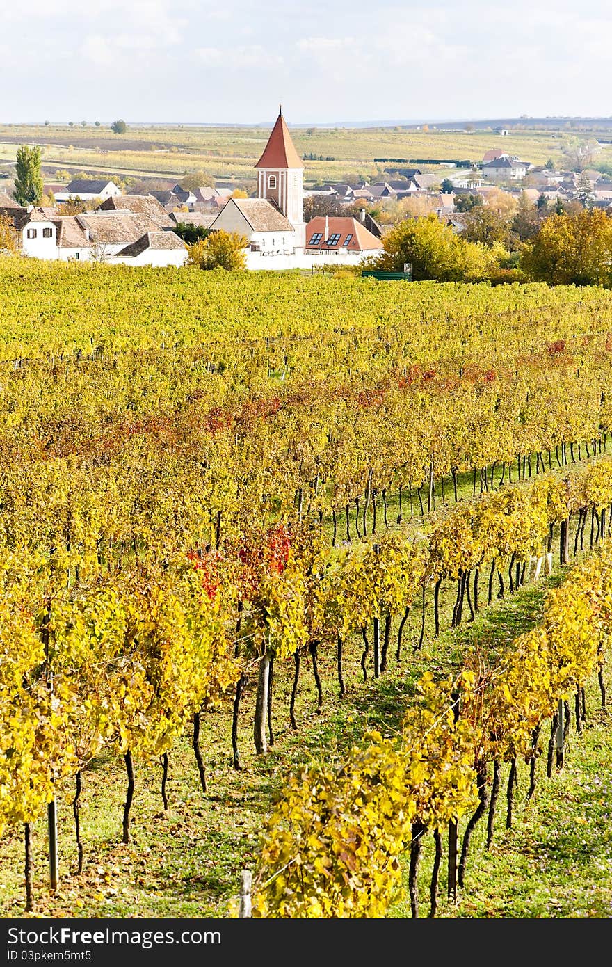 Autumnal vineyards in Retz region, Lower Austria, Austria