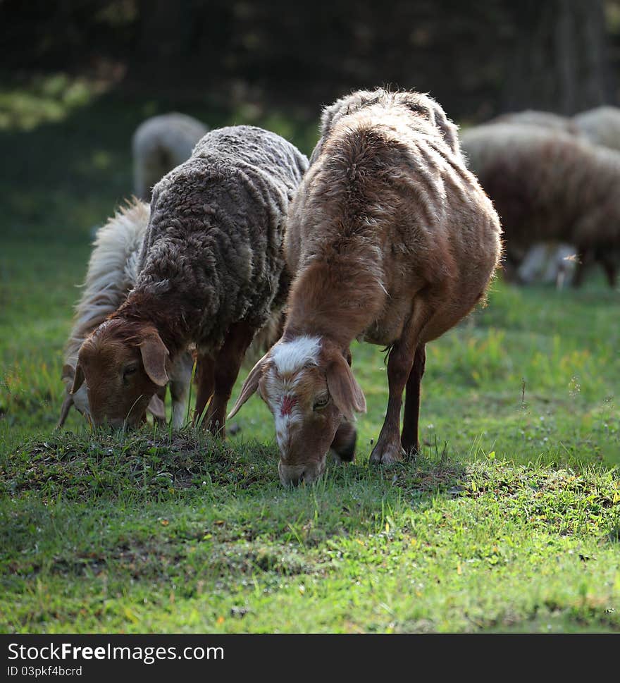 Sheep are grazing