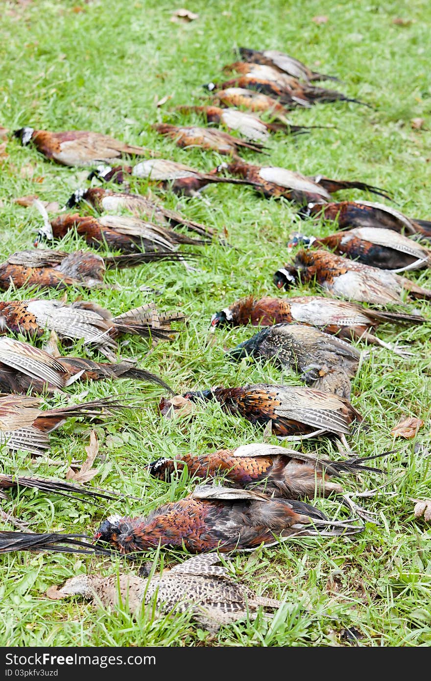 Still life of excludes of caught pheasants