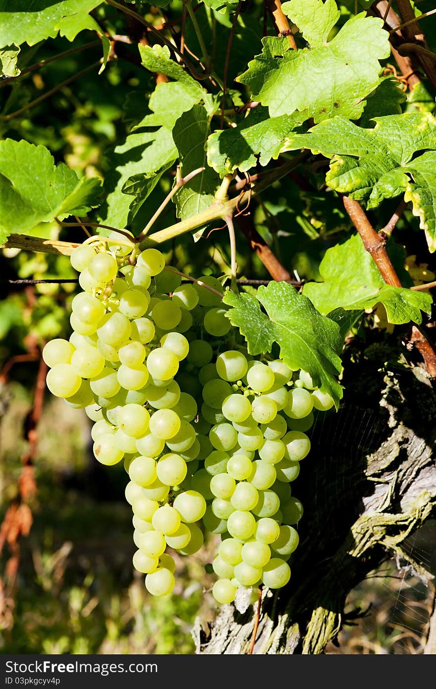 Grapevine In Vineyard