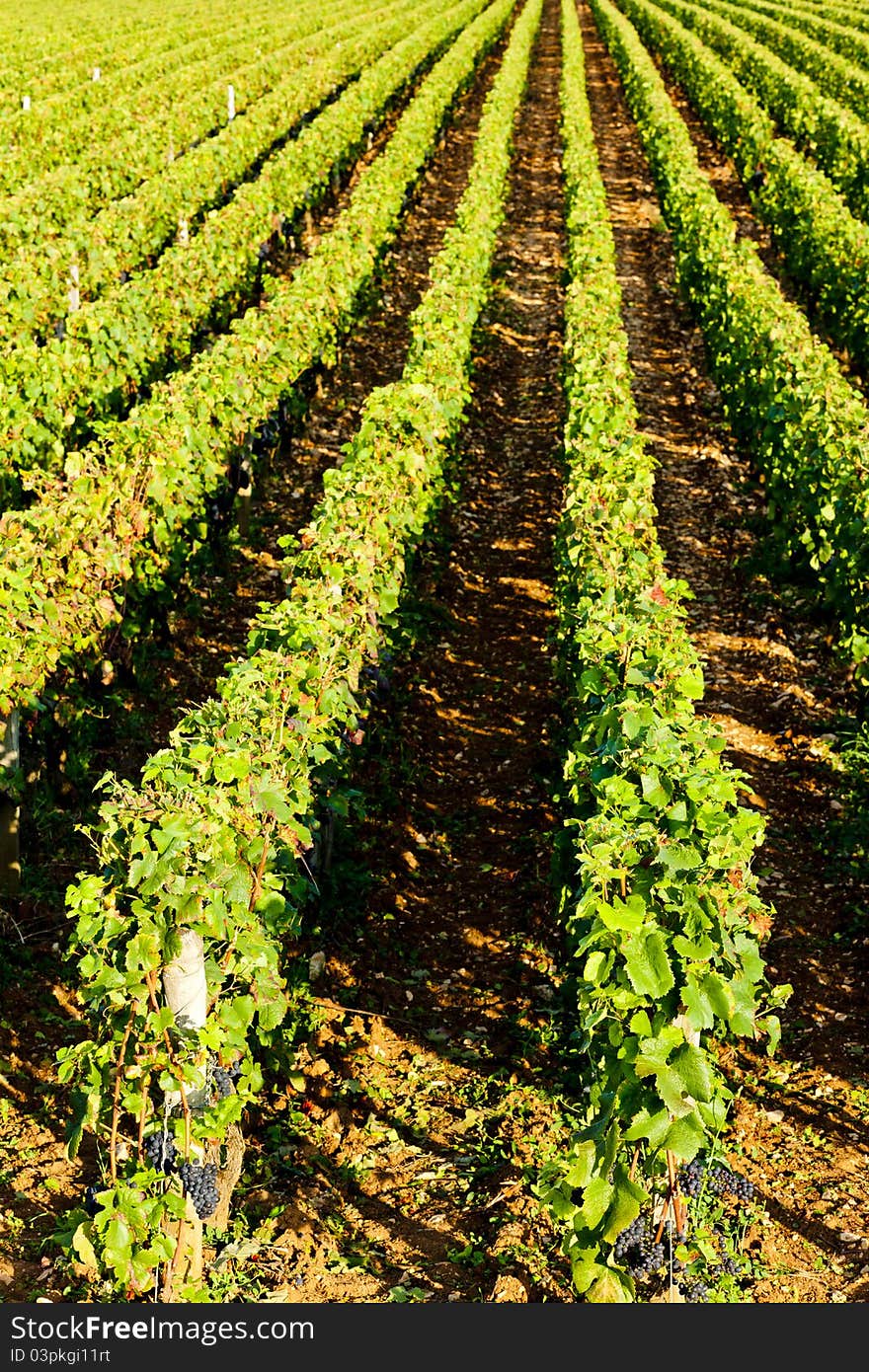 Vineyard, Burgundy