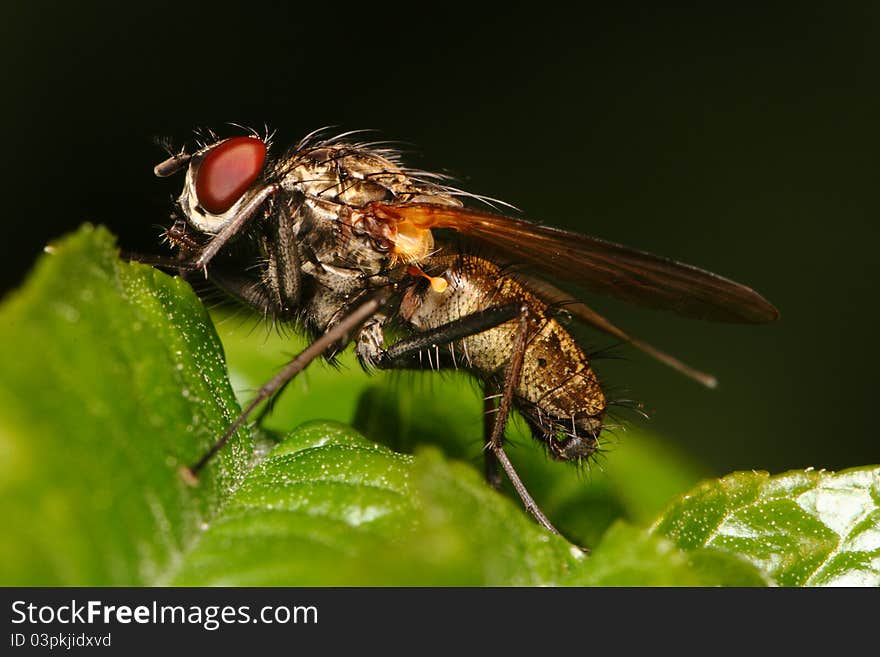 The fly with big eyes sits on green sheet (macro),. The fly with big eyes sits on green sheet (macro),