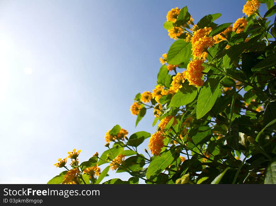 Beautiful yellow flowers in the sunshine. Beautiful yellow flowers in the sunshine.